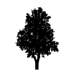 Tree 11