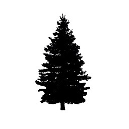 Tree 17