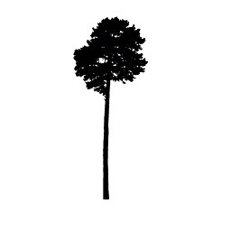 Tree 25