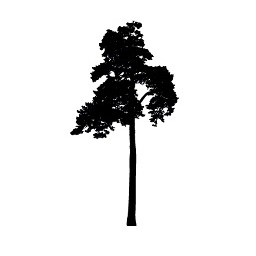 Tree 8